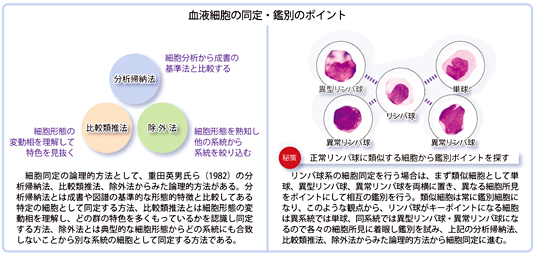 血液細胞の同定・鑑別のポイント