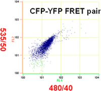 CFP-YFPによるFRET解析