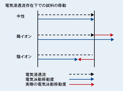 Capillary Zone Electrophoresis