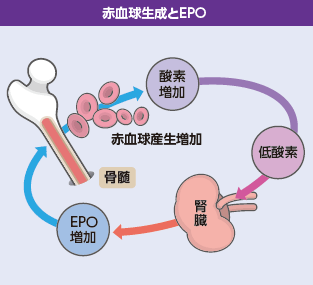 赤血球生成とEPO