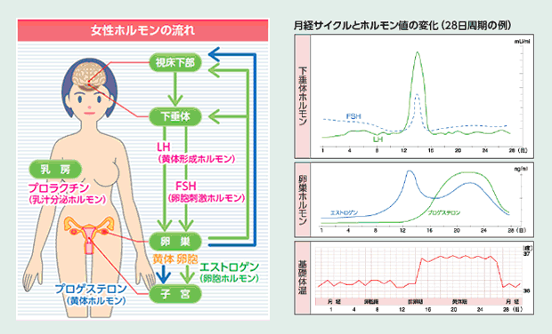 ホルモン 黄体 形成