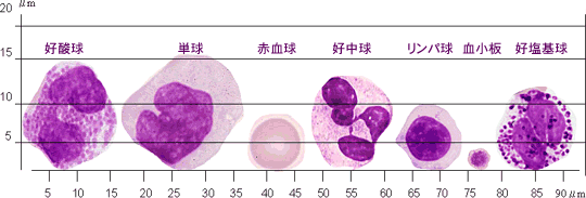 好塩基球専用