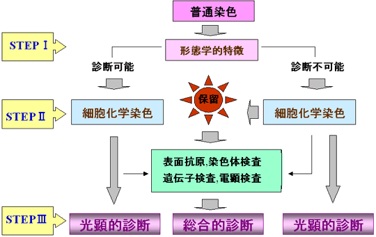白血病細胞の診断プロセス