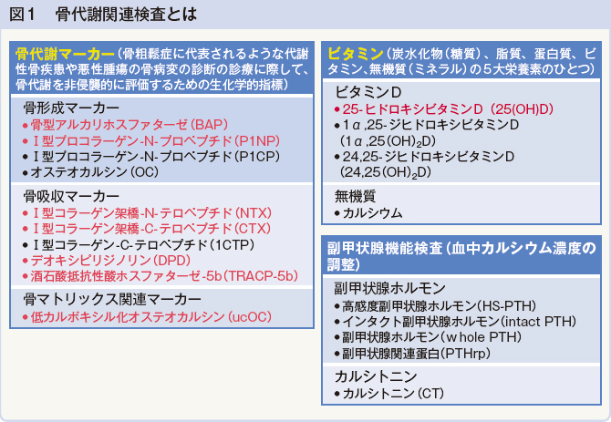 図1　骨代謝関連検査とは