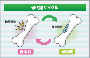 骨代謝サイクル