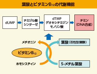 葉酸とビタミンB12の代謝機能