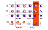 血球計数における白血球分類（2）